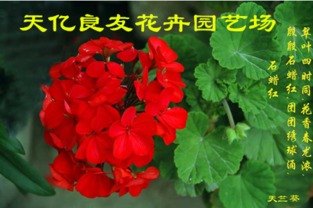 銀葉菊、醉蝶花與繁星花市場概覽及水果行業觀察