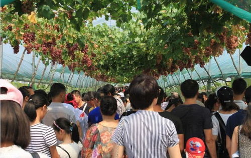探尋田園風光 打造鄉村旅游精品線路的實踐與展望