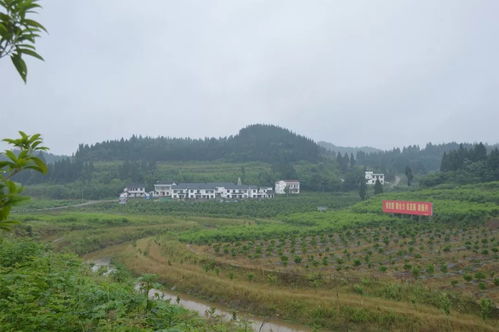 嘉陵鄉村旅游精品線出爐，快來尋覓你的故鄉記憶